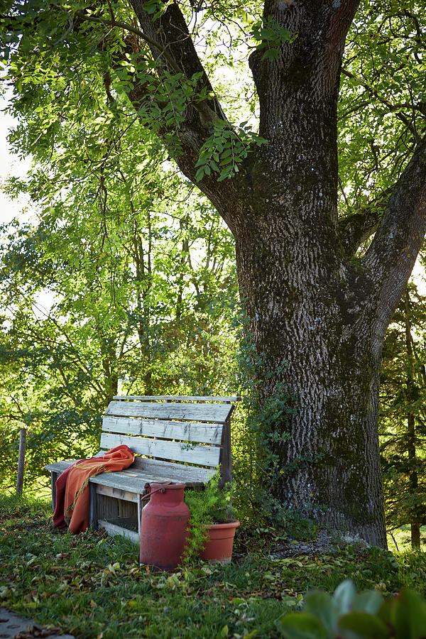 Simple Wooden Bench And Old Milk Churn Painted Red Next To Trunk Of Large Ash Tree Photograph by Christoph Dpper