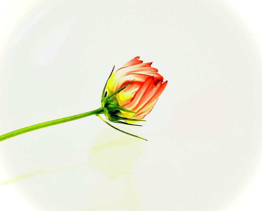Simplicity In A Bud Photograph by Alida M Haslett