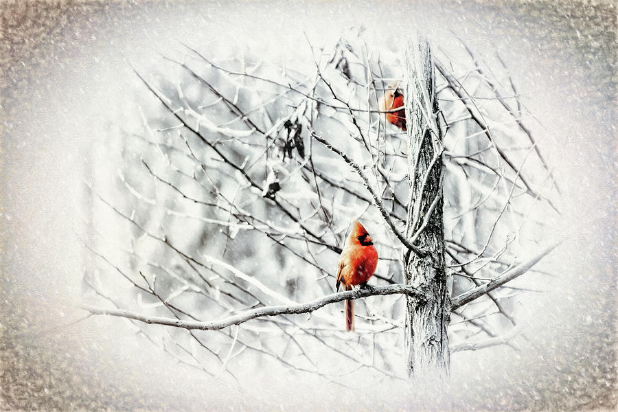 Simplicity Series 3 Winter Frost Photograph by Darlene Kwiatkowski