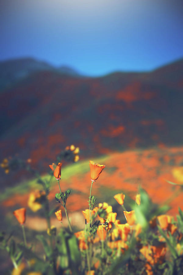 Simplicity by THiRDiPHOTO Simplicity by THiRDiPHOTO