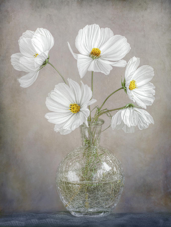 Still Life Photograph - Simply Cosmos by Mandy Disher