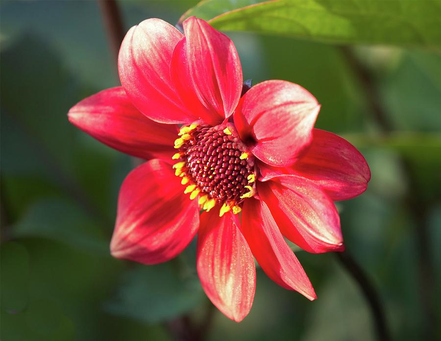 Simply Red by John Bates Simply Red by John Bates
