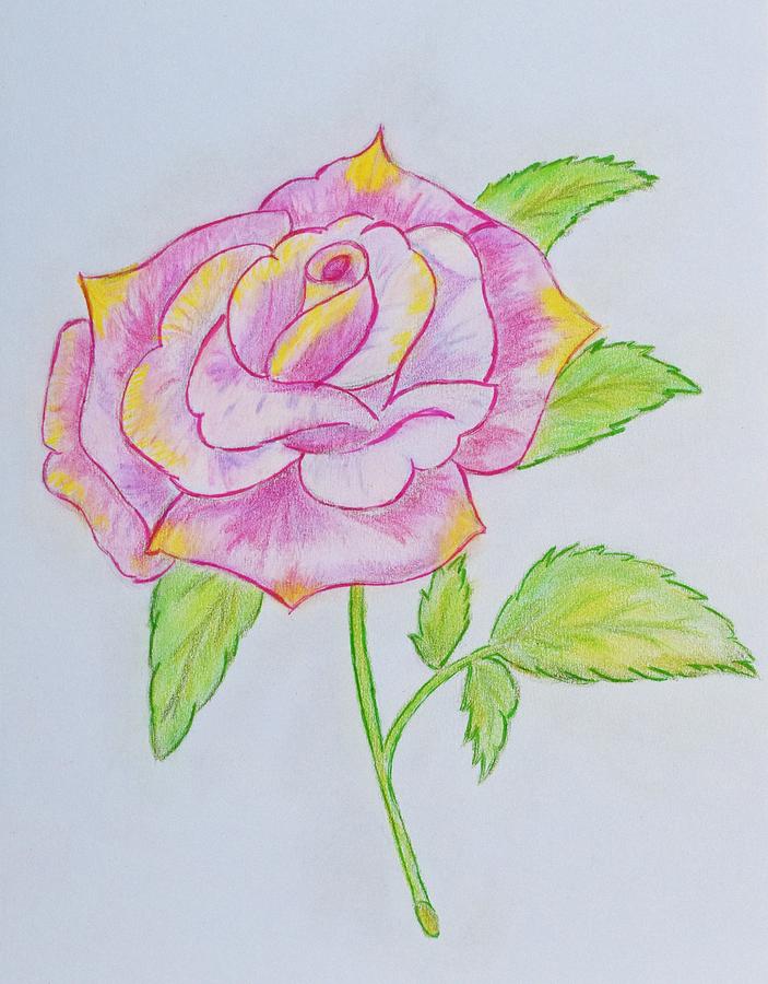 Simply Rose Drawing by Isabelle Brasseur - Fine Art America