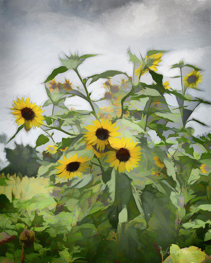 Simply Sunflowers Photograph by Louise Reeves