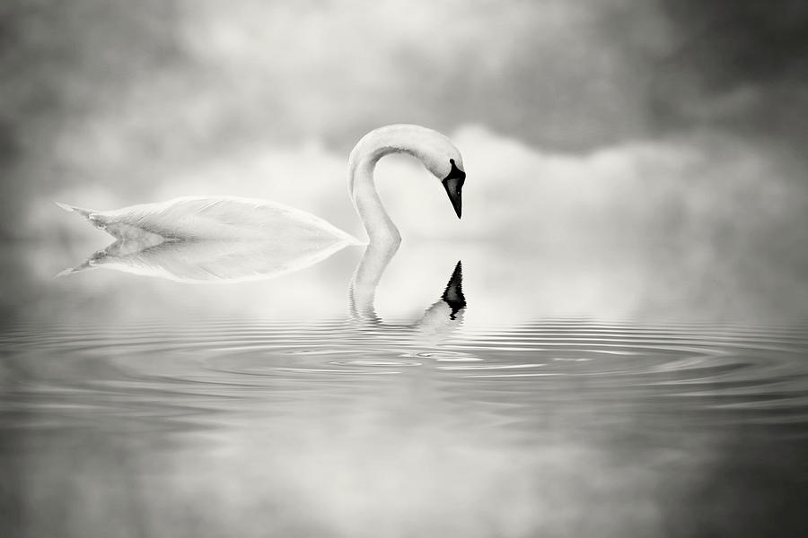 Simply Swan Photograph by Jody Trappe Photography