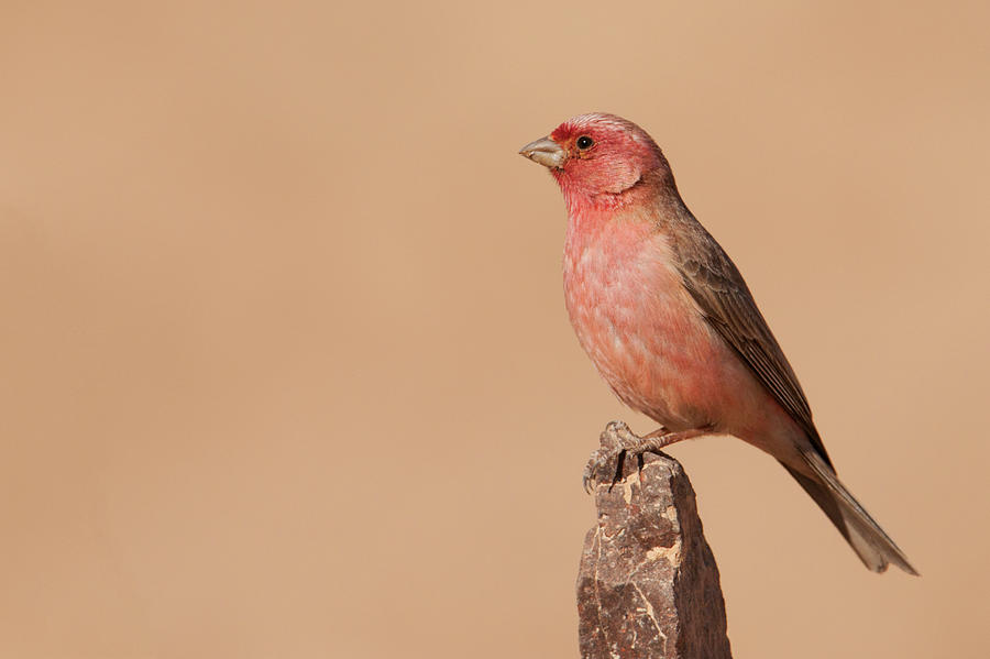 Sinai Rosefinch Male Carpodacus Synoicus Photograph by Dorit Bar-zakay