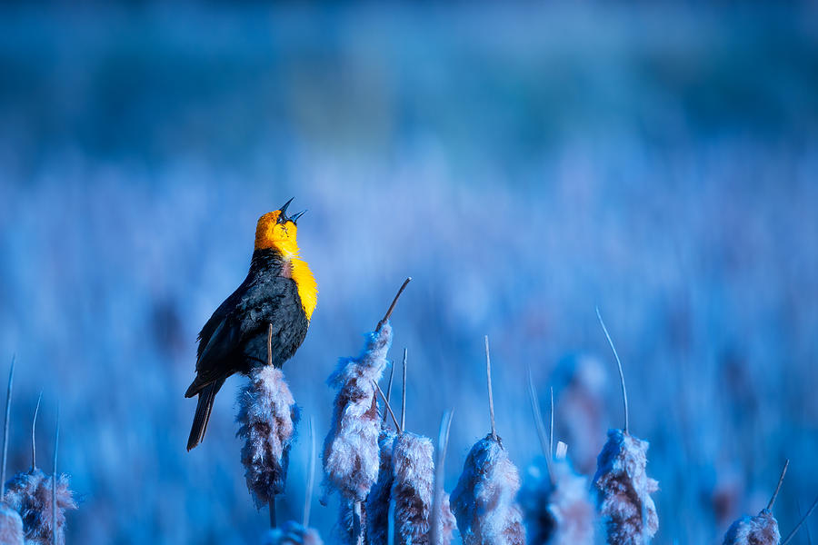 Sing A Song Photograph by Alex Zhao