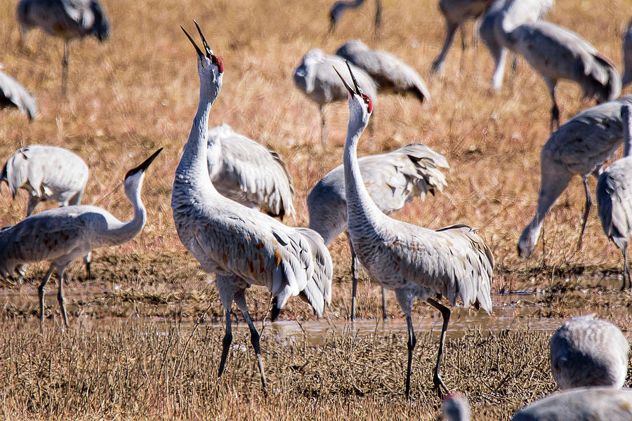 Sing It Out Photograph by Lonnie Wooten - Fine Art America