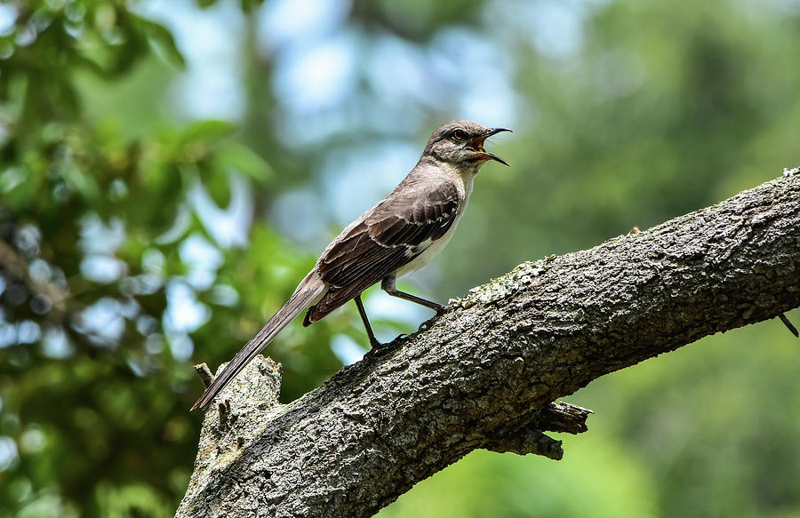 Sing Me A Song Mockingbird by William Tasker Sing Me A Song Mockingbird by William Tasker