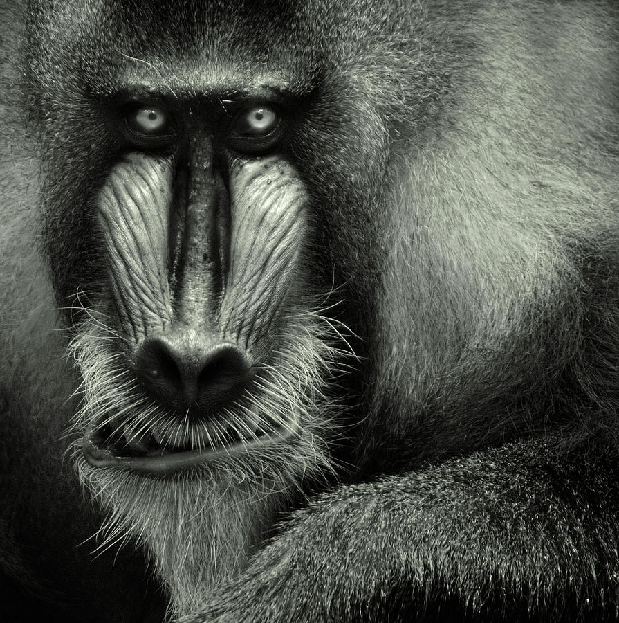 Black And White Photograph - Singapore Zoo, Mandrill by By Toonman