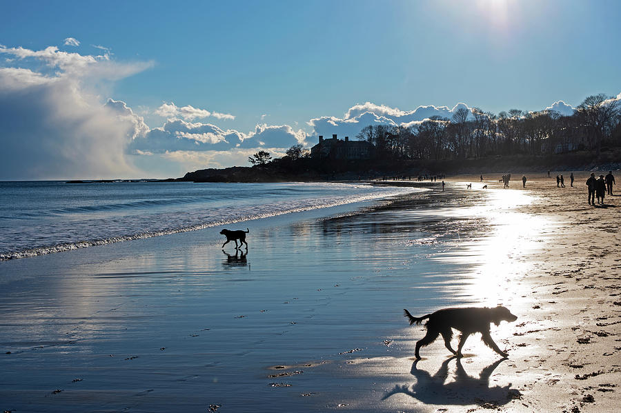 Singing Beach Dogs at Play Manchester MA Photograph by Toby McGuire