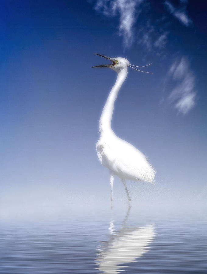 Nature Photograph - Singing Bird by Anna Cseresnjes
