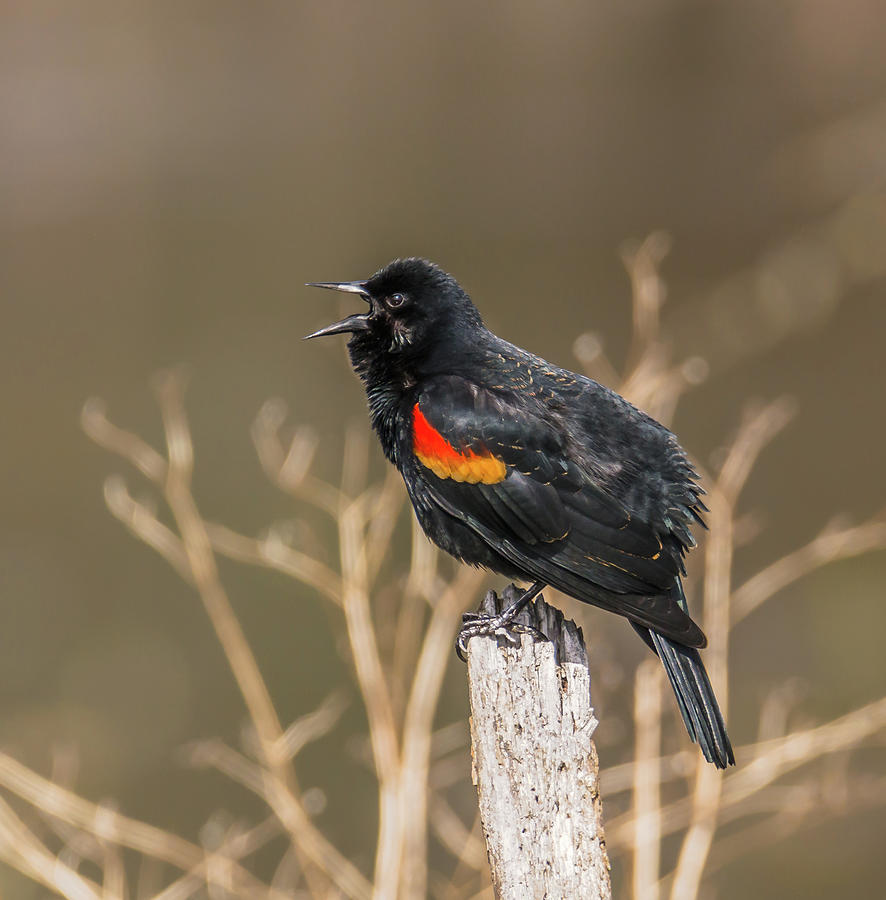 Singing Blackbird Photograph