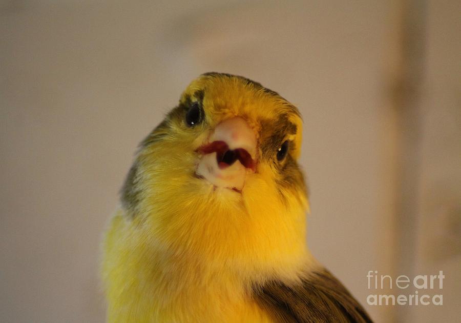 Canary Photograph - Singing Canary  by Mrsroadrunner Photography