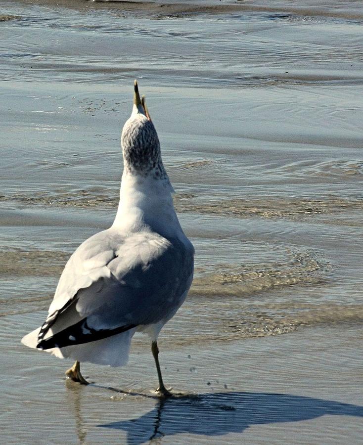 Nature Photograph - Singing Gull by Rosanne Jordan