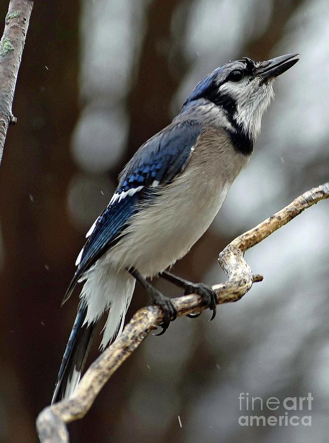 Blue Jay Singing In The Rain Photograph