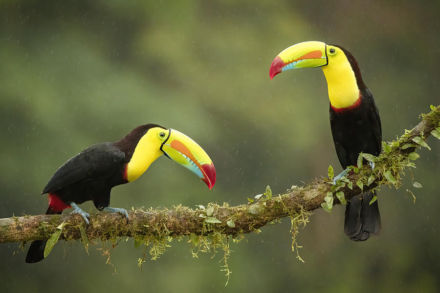 Toucan Photograph - Singing In The Rain by Renee Doyle