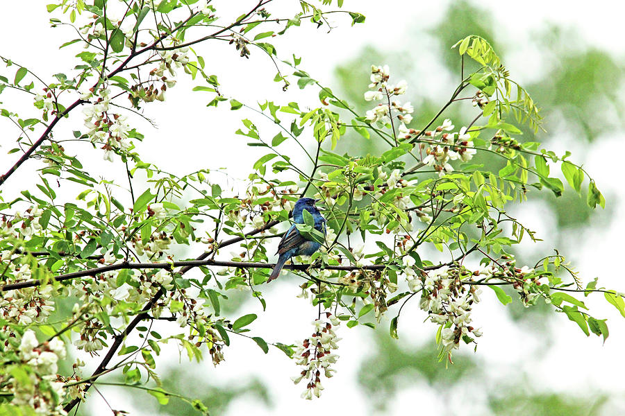Singing Indigo Bunting In Spring Blossoms Photograph by Debbie Oppermann