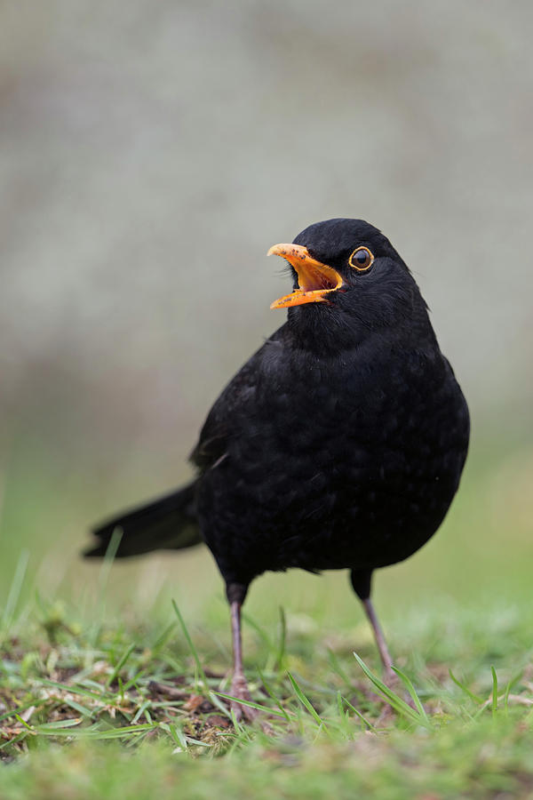 Singing its beautiful song... Common Blackbird Photograph by Ralf ...