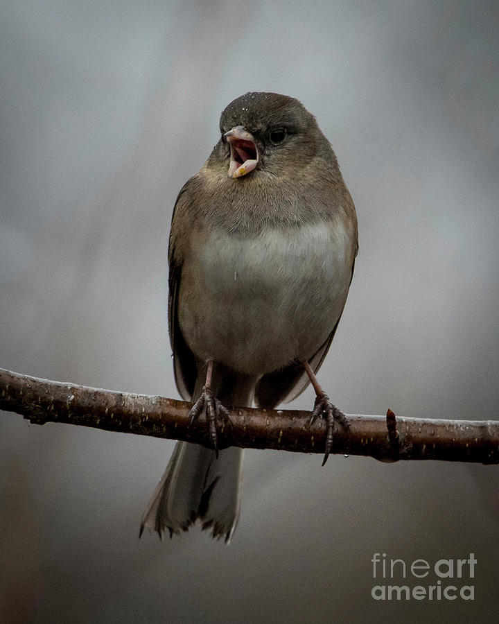 Singing Junco 1 by Katie Joya Singing Junco 1 by Katie Joya