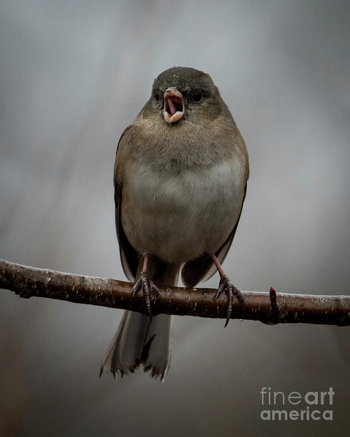 Singing Junco 2 by Katie Joya Singing Junco 2 by Katie Joya
