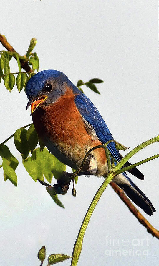 Singing Male Eastern Bluebird Photograph by Cindy Treger