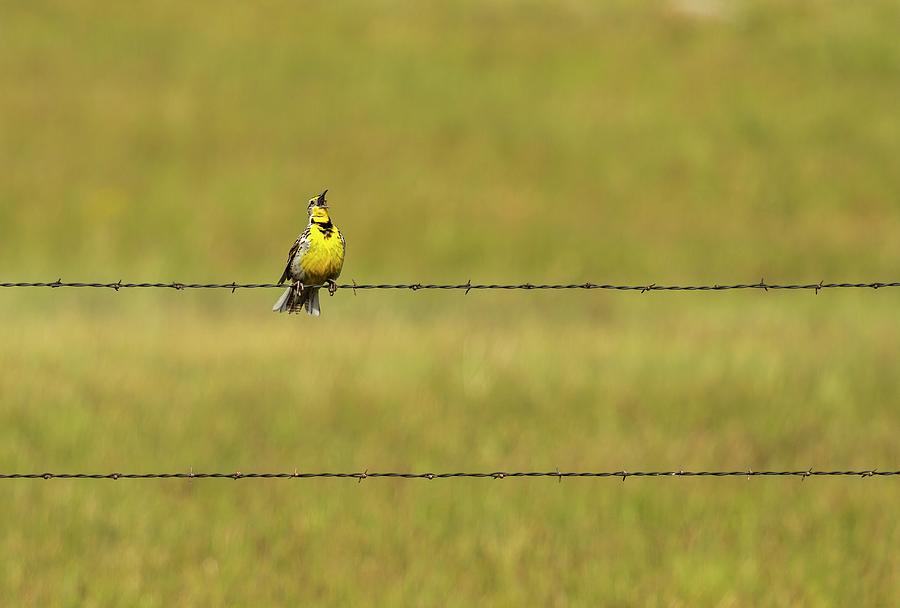 Singing Meadowlark 2014 Photograph
