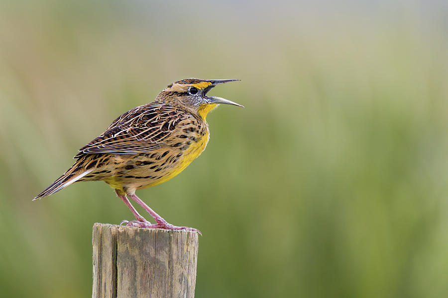Singing Meadowlark Photograph by Dawn Currie