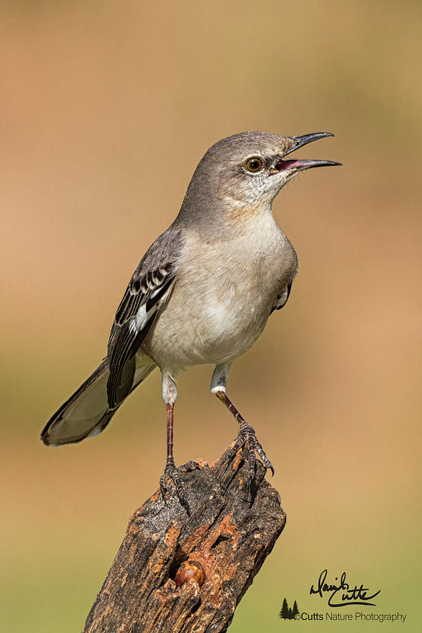 Singing Mockingbird Photograph by David Cutts