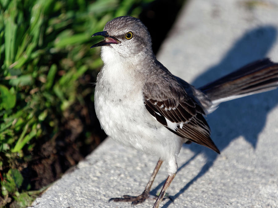 Singing Northern Mockingbird On Curb Photograph