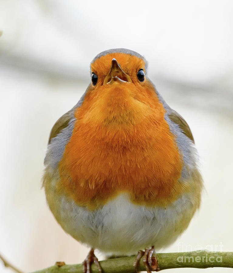 Singing Robin Photograph by Colin Rayner