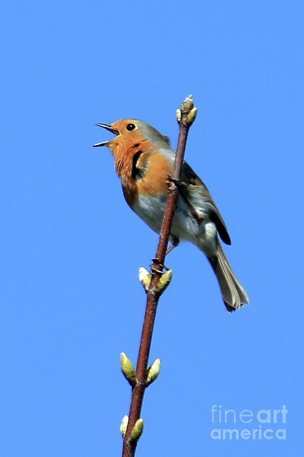 Robin Photograph - Singing Robin by Terri Waters