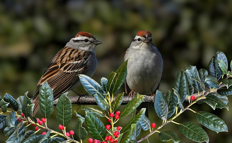 Singing Sparrows Photograph by Olexandr Shpyek - Fine Art America