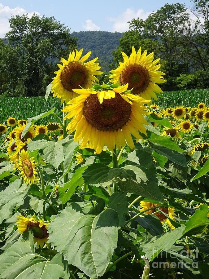 Singing Sunflower Photograph by GJ Glorijean