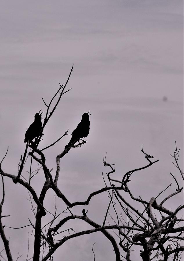 Bird Photograph - Singing Together by Warren Thompson