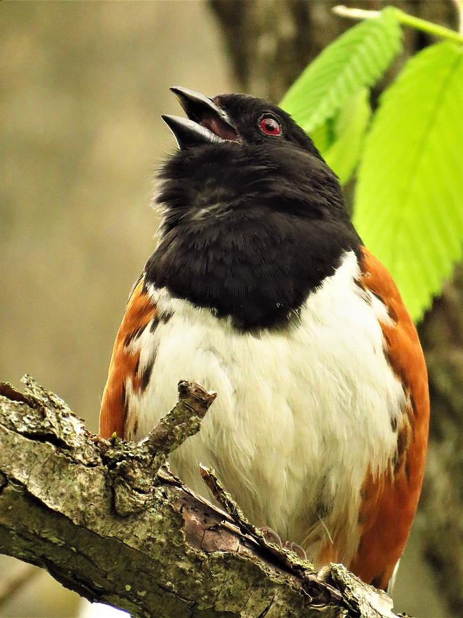 Singing Towhee  Photograph by Lori Frisch