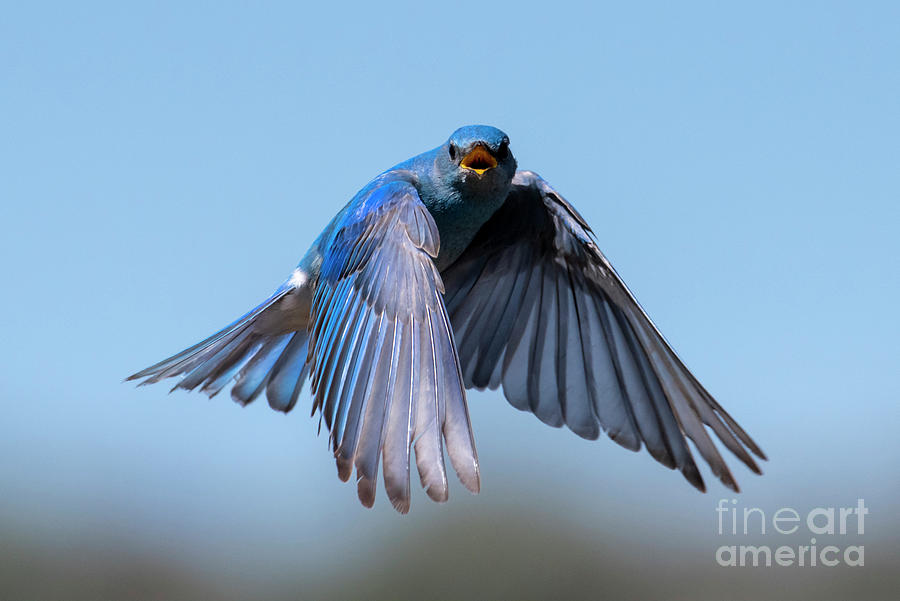 Singing Wings Photograph by Michael Dawson