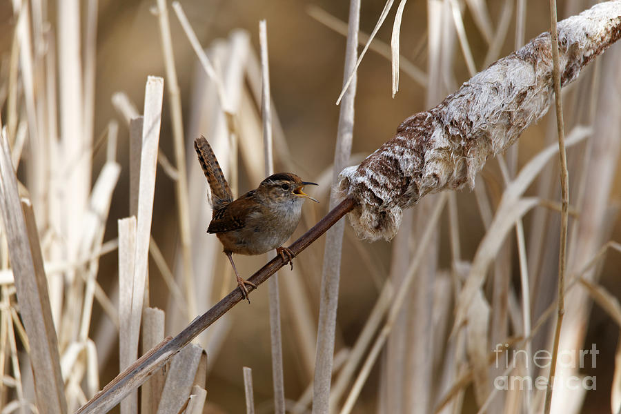 Singing Wren on Bulrush by Sue Harper Singing Wren on Bulrush by Sue Harper