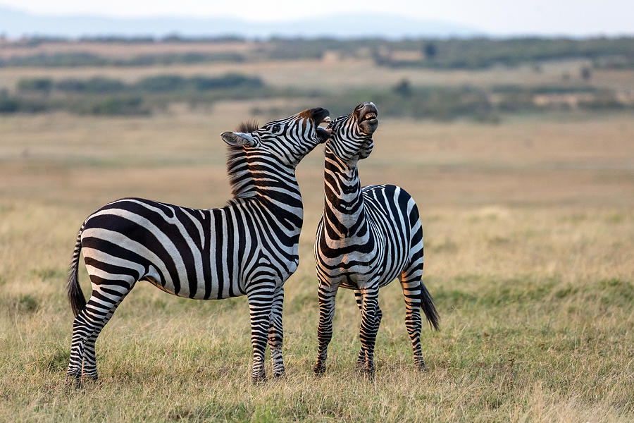 Singing Zebras Photograph by Alessandro Catta