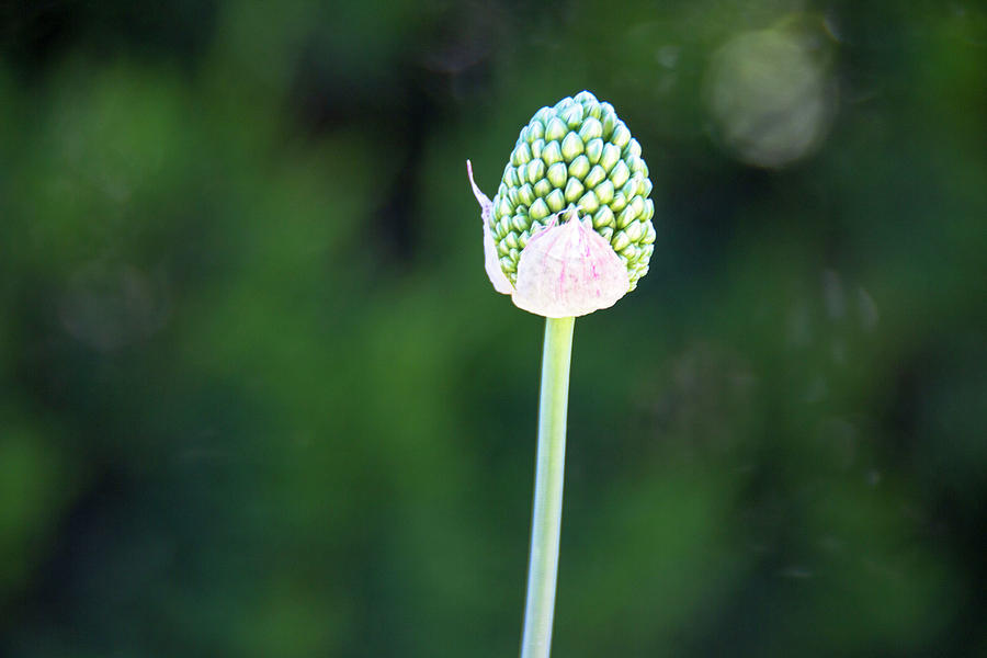 Single Allium Bud Photograph by Amy Sorvillo