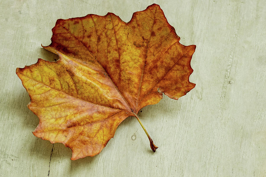 Single Autumn Leaf Photograph by Helaine Weide