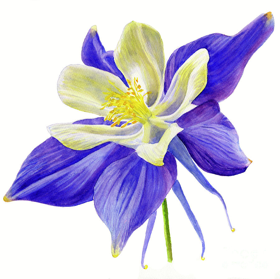 Flowers Still Life Painting - Single Blue Columbine by Sharon Freeman