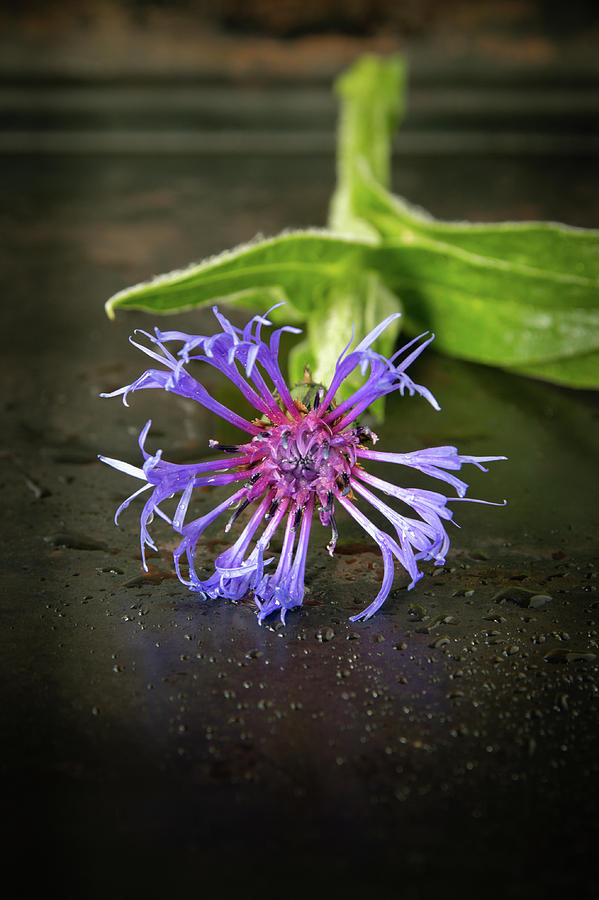Single blue cornflower by Edita Edith Anna Brus Single blue cornflower by Edita Edith Anna Brus