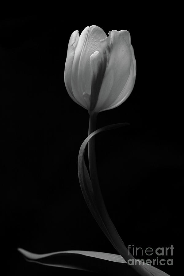 Tulip Photograph - Single by Casey A Hanson