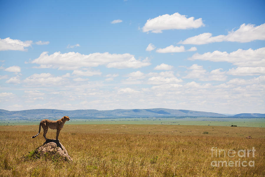 Niger Photograph - Single Cheetah In The Middle Of The by Stanislavbeloglazov Niger Photograph - Single Cheetah In The Middle Of The by Stanislavbeloglazov