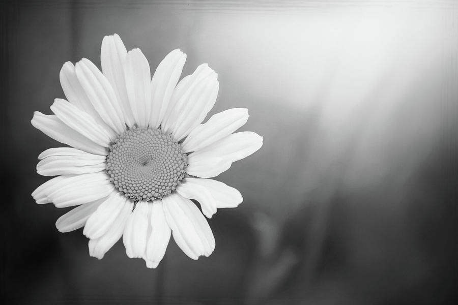 Single Daisy Black and White Photograph by Carol Japp