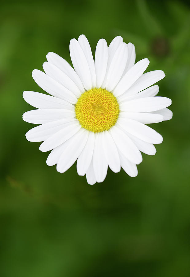 Single Daisy Close Up, View From Above Photograph by Dougal Waters