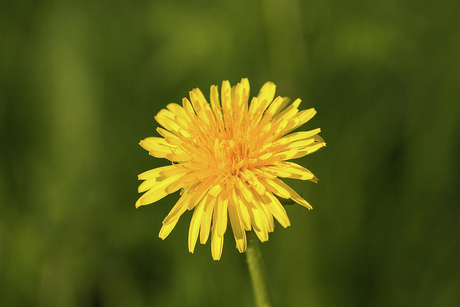 Single dandelion by Edita Edith Anna Brus Single dandelion by Edita Edith Anna Brus