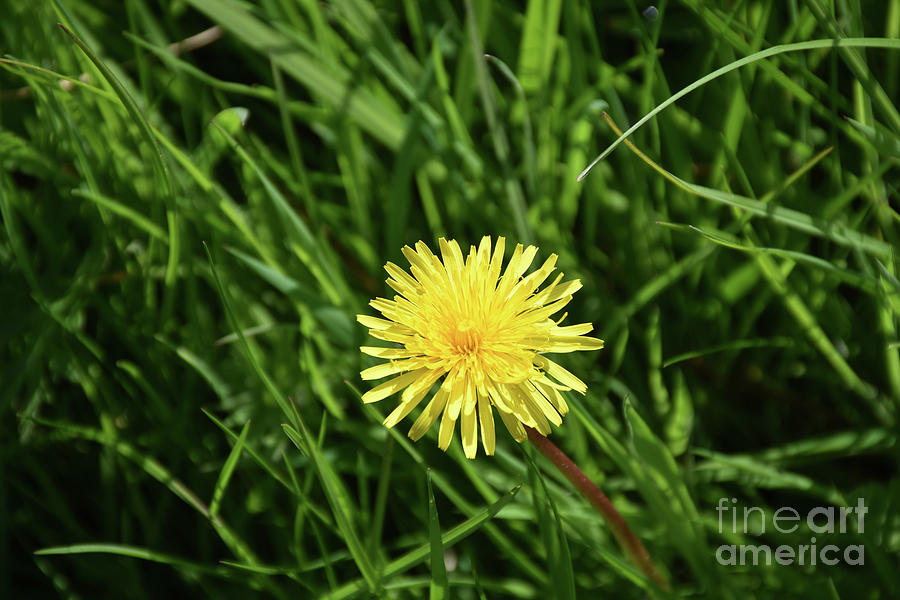 Single Dandelion Flower Blossom Blooming Up Close Photograph by DejaVu ...