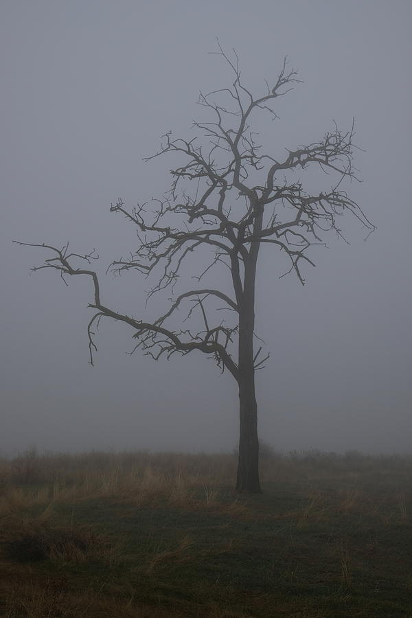 Single Dead Tree Photograph by Kole Kopczynski - Fine Art America